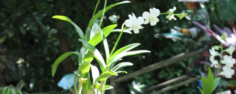 石斛怎样种在树上 石斛怎样种在树上