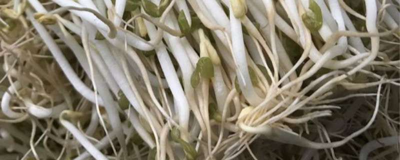 绿豆的芽长什么样子 绿豆的芽长什么样子