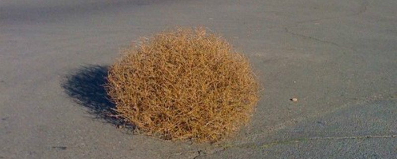 风滚草长什么样 风滚草长什么样