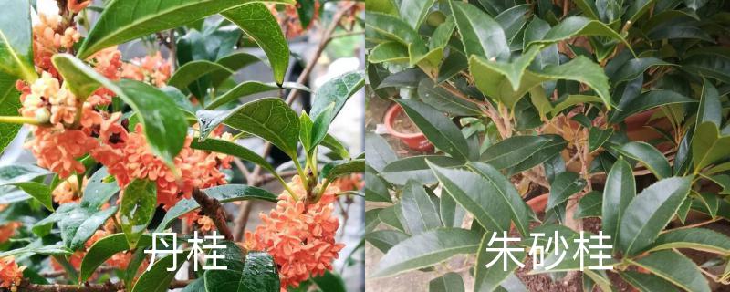丹桂和朱砂桂的区别 丹桂和朱砂桂的区别
