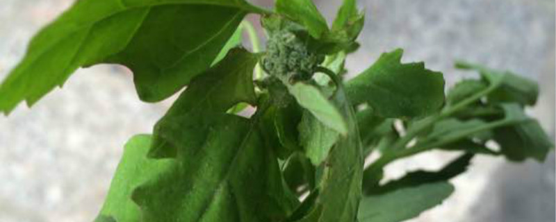 八角灰菜是什么样的 八角灰菜是什么样的
