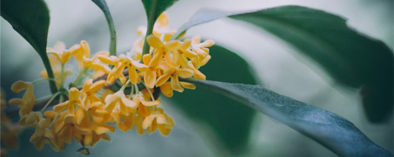 怎么快速筛选桂花 怎么快速筛选桂花