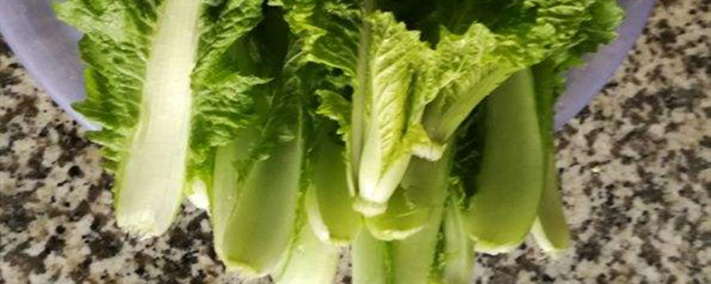 小白菜的生长过程 小白菜的生长过程