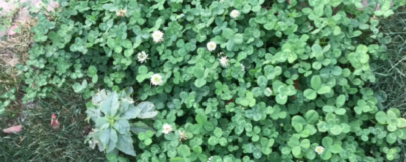 星叶草属于什么植物 星叶草属于什么植物