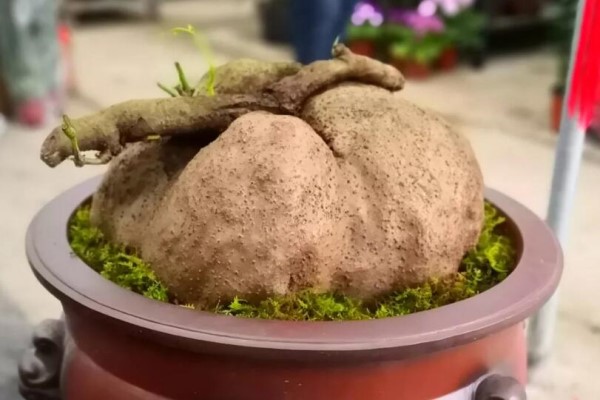 60斤重的花,养在家里最镇宅,俩月长满整面墙! 60斤重的花,养在家里最镇宅,俩月长满整面墙!