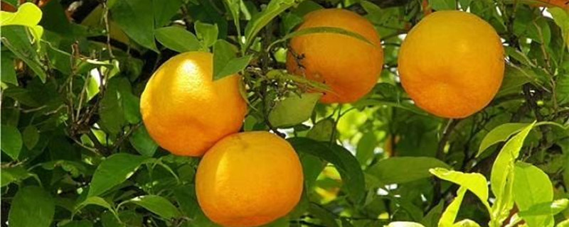 江心洲橘子节什么时间 江心洲橘子节什么时间