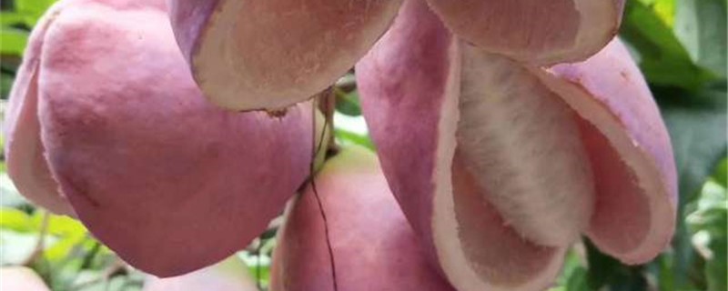 八月瓜的种子能不能吃 八月瓜的种子能不能吃