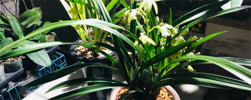 兰花植料要不要掺土 兰花植料要不要掺土