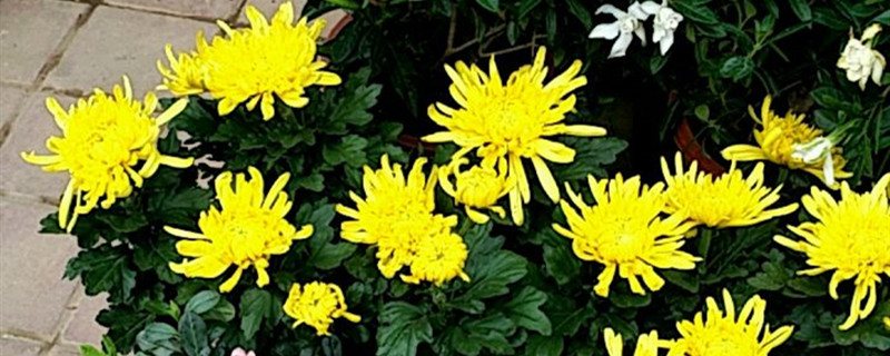 洋马菊花展什么时候开 洋马菊花展什么时候开