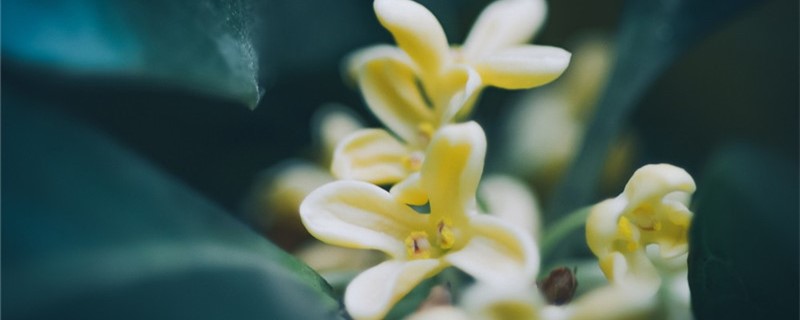 桂花树什么时候移栽成活率高 桂花树什么时候移栽成活率高