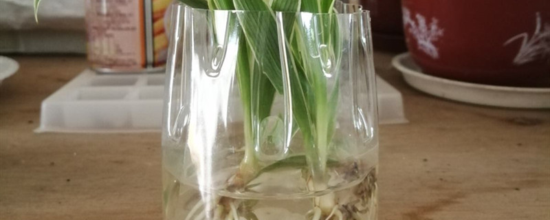 水培植物根部长了白绒怎么办