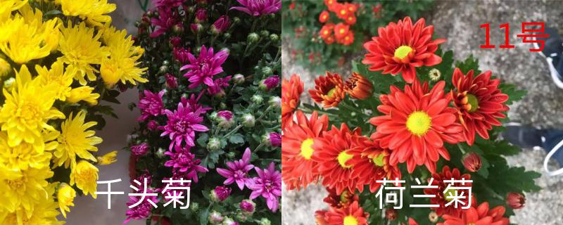千头菊和荷兰菊的区别 千头菊和荷兰菊的区别
