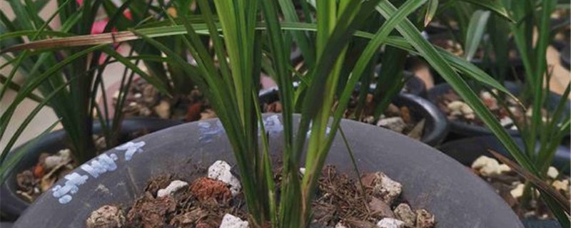大雪素兰花真伪鉴别 大雪素兰花真伪鉴别