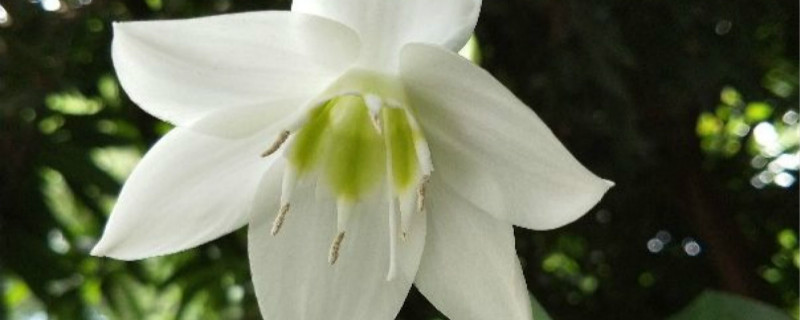 水仙花可以一年四季都养吗 水仙花可以一年四季都养吗