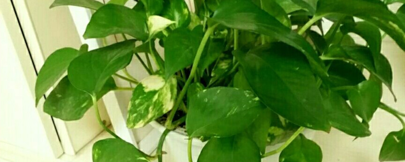 花叶绿萝怎样才有花纹 花叶绿萝怎样才有花纹