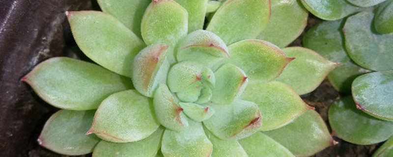 蓝精灵花怎么养 蓝精灵花怎么养