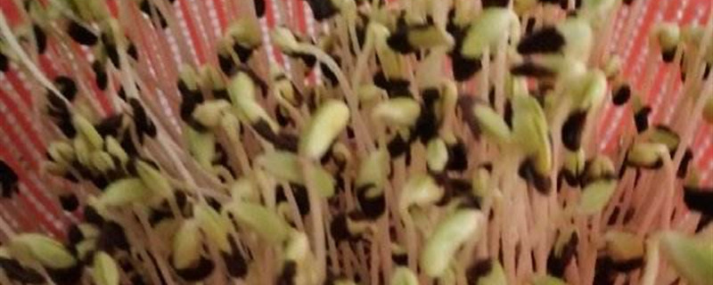黑豆生长过程 黑豆生长过程
