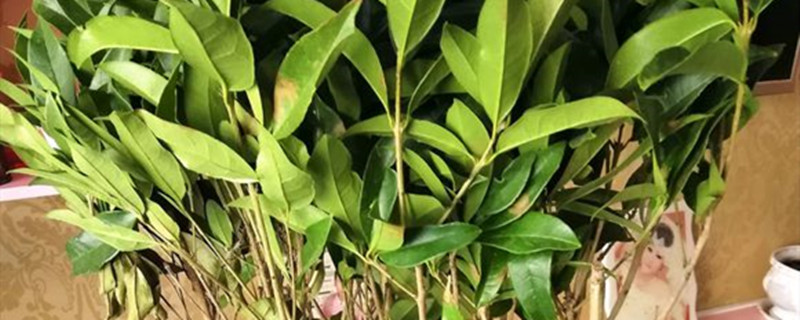沉香桂花叶子有锯齿吗 沉香桂花叶子有锯齿吗