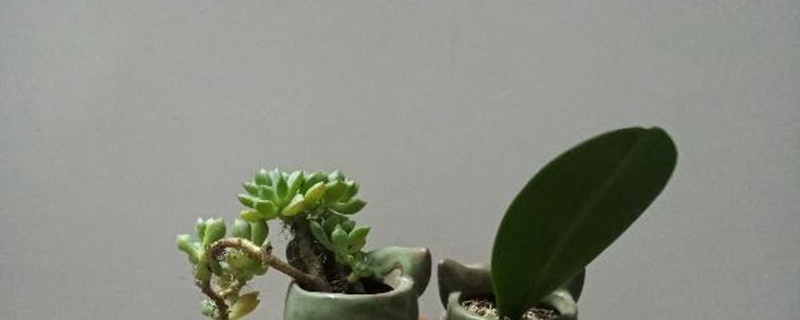 鲜石橄榄的功效和作用 鲜石橄榄的功效和作用