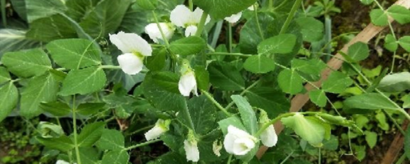 豌豆搭架拉线法 豌豆搭架拉线法