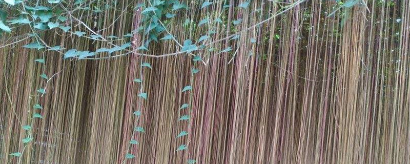 藤蔓花卉有哪些 藤蔓花卉有哪些