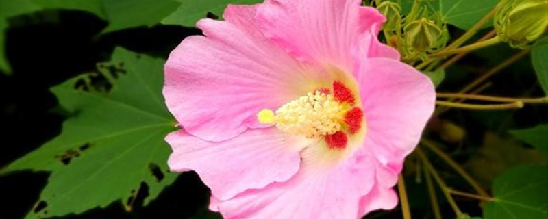 芙蓉的花语和象征意义 芙蓉的花语和象征意义