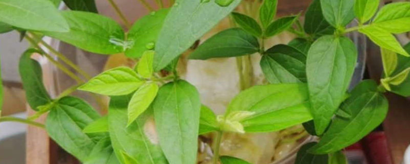 绿豆花是什么颜色的 绿豆花是什么颜色的