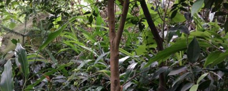 下山油茶大桩移栽技巧 下山油茶大桩移栽技巧