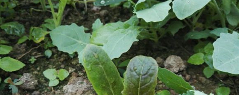 劈拉菜学名是 劈拉菜学名是