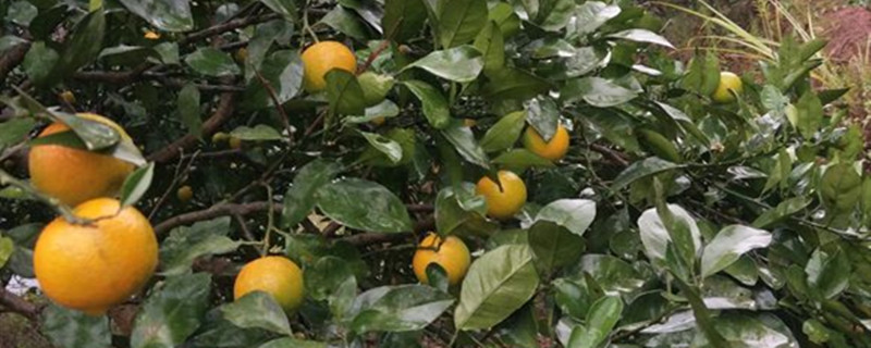 湖南水果特产有哪些 湖南水果特产有哪些