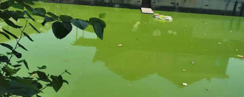 河流蓝藻疯长是因为什么 河流蓝藻疯长是因为什么