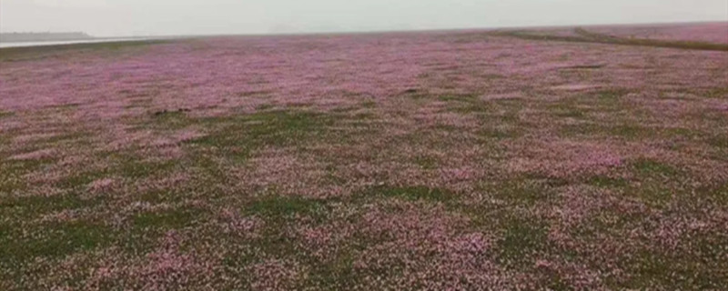 鄱阳湖蓼子花什么时间开花