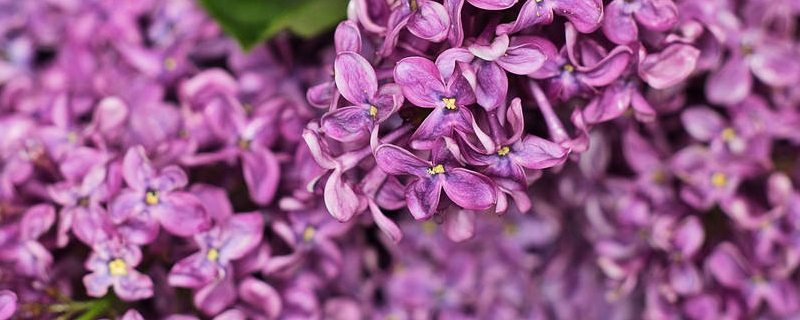 丁香花是长在树上的吗 丁香花是长在树上的吗