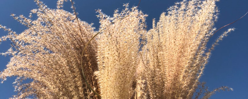 芦苇的寓意是什么 芦苇的寓意是什么