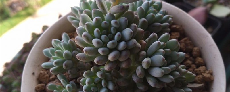 蓝豆怎么服盆