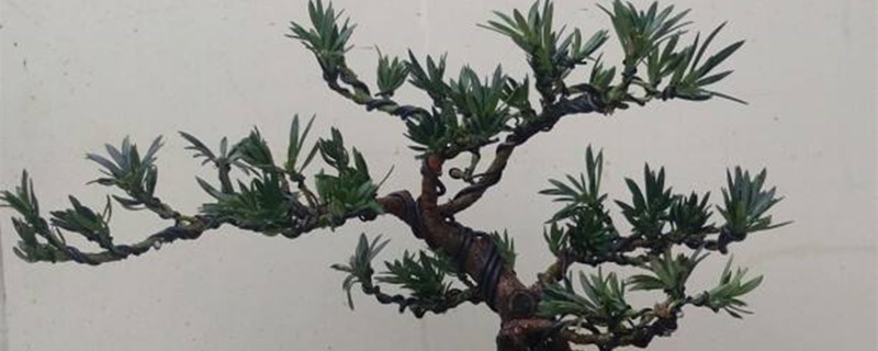 鸡屎树的学名叫什么 鸡屎树的学名叫什么