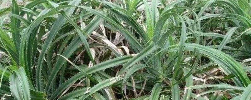 班兰在中国叫什么 班兰在中国叫什么
