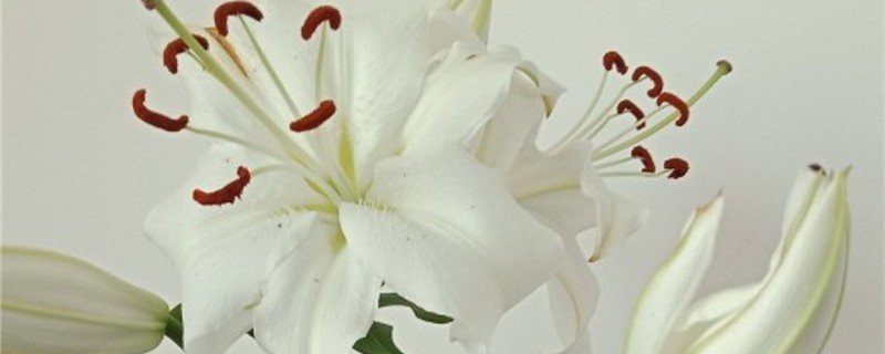 百合花花蕊是哪个 百合花花蕊是哪个