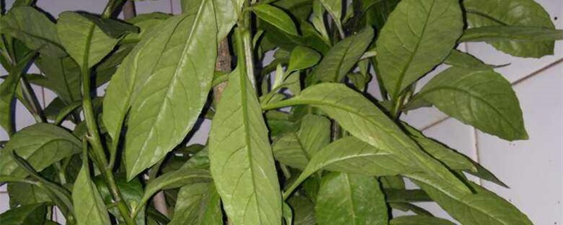 盆栽白子菜怎么养 盆栽白子菜怎么养