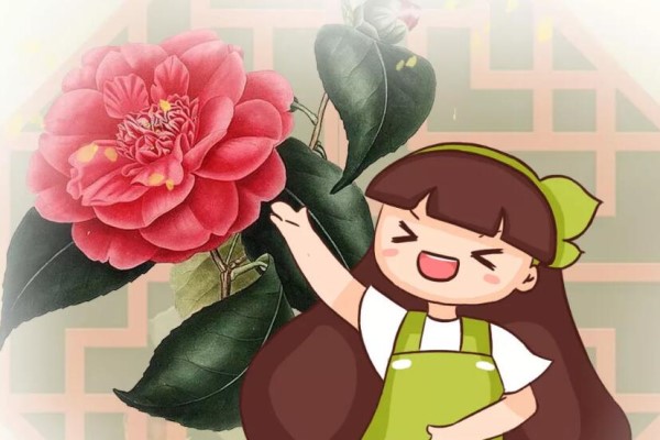 这花公认难养,冬天别急着搬屋里,小心花苞掉一地! 这花公认难养,冬天别急着搬屋里,小心花苞掉一地!