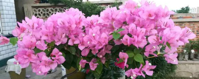 云南紫三角梅开花勤吗 云南紫三角梅开花勤吗