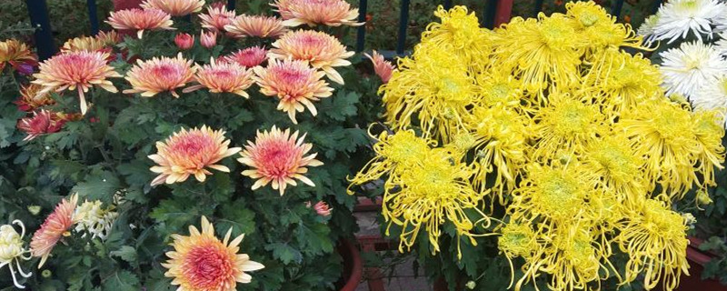 户县祖庵菊花展时间 户县祖庵菊花展时间