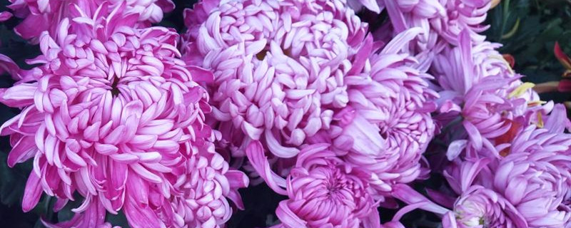 紫菊花寓意 紫菊花寓意