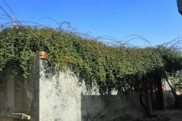 养了10年的花,有人出3000块钱,我没卖! 养了10年的花,有人出3000块钱,我没卖!