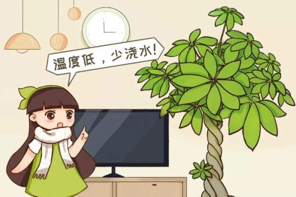高价买的守家树,穷养才能长得旺,一盆能活20年! 高价买的守家树,穷养才能长得旺,一盆能活20年!