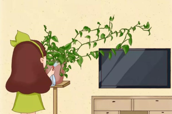 养不活的花丢鱼缸里,沾水立马就疯长,大冬天呼呼长不停! 养不活的花丢鱼缸里,沾水立马就疯长,大冬天呼呼长不停!