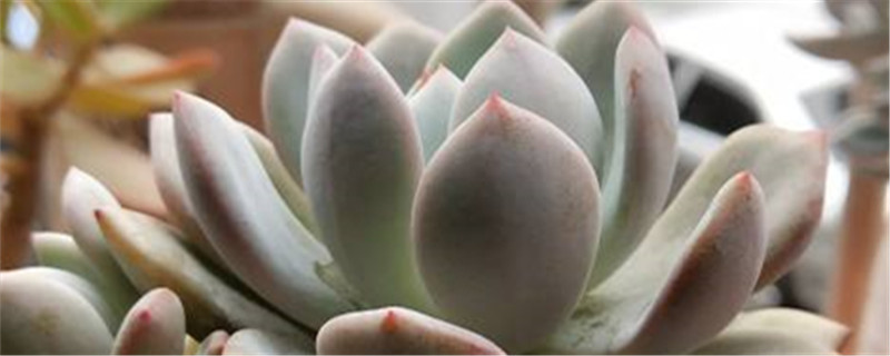 多肉是绿植吗,冬季怎样养护多肉植物 多肉是绿植吗,冬季怎样养护多肉植物