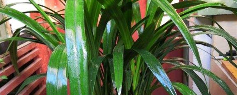 兰花可以用纯净水浇吗 兰花可以用纯净水浇吗