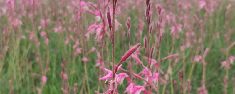 红色的草叫什么 红色的草叫什么