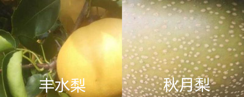 丰水梨和秋月梨怎么辨别 丰水梨和秋月梨怎么辨别